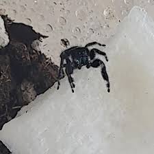 Image result for Blue Lightning 2006 Spider