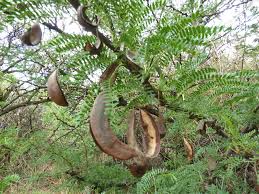 Image result for Acacia robusta