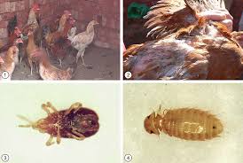 Image result for what do Mallophaga look like in dog fur