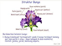 Sebagai tanaman herbal, lavender telah dipakai selama lebih dari 2.500 tahun. Gambar Struktur Bunga Lavender