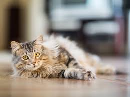 Names like tiger, flash, kitty, fluffy, and ginger are very cool names for a cat, don't get us wrong, however, we thought it would be also very cool meaning/origin: 48 Cute Names For Male Cats