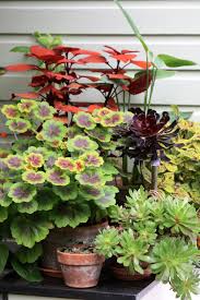 Image result for Persicaria madagascariensis