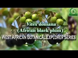 Image result for Vitex doniana