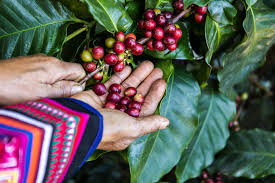 Wholesale retailer of 100% fair trade certified organic coffees. History Of The Fair Trade Direct Trade Coffee Movement The Exotic Bean