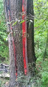 Quand un arbre est frappé par la foudre, il peut carrément exploser, mais généralement les dégâts sont plus discrets. L Interieur D Un Arbre Frappe Par La Foudre