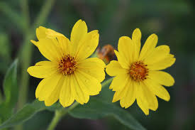 Image result for Aspilia