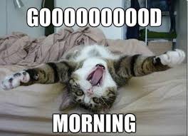 Funny Animal Pictures Of The Day 23 Pics Good Morning Meme Funny Good Morning Memes Morning Memes