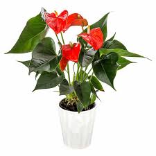 General common names include anthurium, tailflower, flamingo flower, and laceleaf. Anthurium Costco