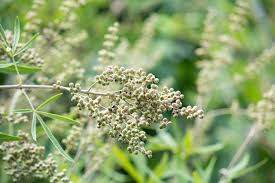 Image result for Vitex obovata