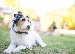 In spite of the affordability, convenience, safety, and effectiveness of heartworm preventives today, every year thousands of dogs and cats across the. Why Heartworm Prevention Is More Important Than You Think Petmd