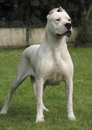 Dogo Argentino Kopek Egitimi Hakkinda Bilmeniz Gereken Hersey