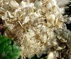 紫陽花の 花 について その２ 蕚 の葉脈 ピンからキリまで