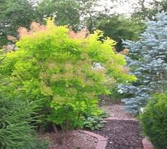 It can be a shrub or a small tree. Golden Spirit Smokebush Tree Cotinus New Life Nursery