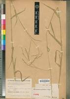 Image result for Acroceras amplectens