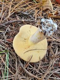 Image result for Suillus weaverae