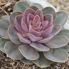 Echeveria Perle Von Nurnberg At San Marcos Growers Echeveria Succulents Plants
