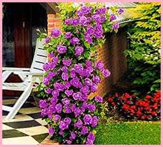 L'eliotropio o fior di vaniglia è una pianta di carattere perenne che nel periodo estivo produce fiori viola profumati. Stilul Rafinat Coduri PromoÈ›ionale Soiuri Largi Piante Da Giardino Con Fiori Viola Amazon Afstidelhi Org