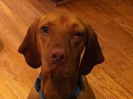 Georgie was perpetually winking at me, and i think i waited too long to take her to the vet. Dog Swollen Eye Eyeball Eyelids Causes And Home Treatments Dogs Cats Pets