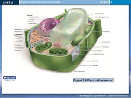 We did not find results for: Unit A Cell Biology Chapter 2 The Molecules Of Cells Chapter 3 Cell Structure And Function Section 3 2 Chapter 4 Dna Structure And Gene Expression Ppt Download