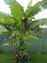 Plante Exotique A La Maison Tout Savoir Sur Les Bananiers Arbre Exotique Plante Exotique Petit Jardin D Hiver