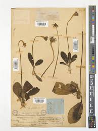 Image result for Gerbera piloselloides