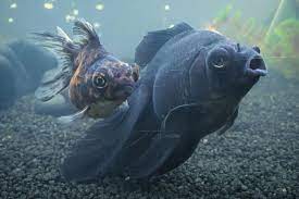 Black Moor Goldfish Care Guide Diet Breeding Diseases