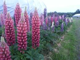 Although most are hybrids of several species, they are often pigeonholed under l. Lupines Snakeroot Organic Farm