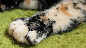 Why Does My Cat Hold His Paw Out Wagbrag
