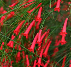 Tanaman hias ini mengeluarkan dapat berbunga banyak dan cerah, bentuk bunga memanjang mirip terompet dalam ukuran kecil. Jual Jual Tanaman Bunga Air Mancur Merah Tanaman Hias Bunga Russelia Equisetiformis Kaskus