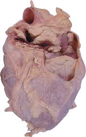 Image result for Pericardium