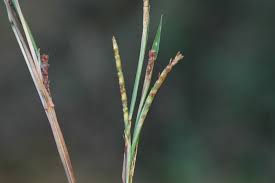 Image result for Coelorachis