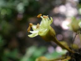 Image result for Englerophytum rwandense
