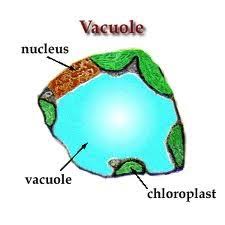 Animal cells have one or more small vacuoles whereas plant cells have one large central vacuole that can take upto 90% of cell volume. Cell Vacuoles Grade 8 Cell Website