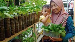 Teknik yang boleh digunakan ialah dengan mencampurkan benih sawi dengan sedikit pasir, setelah itu ditabur. Cara Dan Perawatan Tanam Sawi Pakcoy Di Botol Bekas Hingga Panen Menanam Sayuran Kebun Sayur Perkebunan Sayur