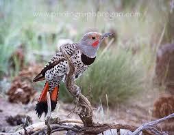 Birds Of Central Oregon Coast Red Shafted Northern Flicker Colaptes Auratus Cafer Birds Northern Flicker Pretty Birds