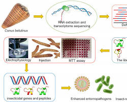 Image of Conotoxin toxin