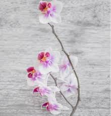 Anthurium, is a genus of about 1000 species of flowering plants, the largest genus of the arum family, araceae. 5 Types Of Cut Flowers Widely Grown In The Philippines Wazzup Pilipinas News And Events