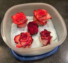 Check spelling or type a new query. How To Dry A Flower With Silica Gel Dried Flowers Diy How To Preserve Flowers Wine Bottle Diy Crafts