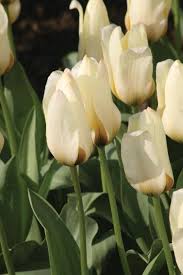 Cedar hill flowers and foliage. Bulb Flowers Fading Don T Cut Back Those Leaves Just Yet The Gazette