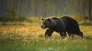 In different cultures and mythologies, these animals represent different things; Which Spirit Animal Represents Your Zodiac Sign