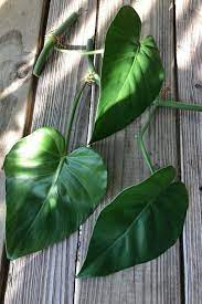 Philodendron Heart Leaf Cuttings 3 Rooted Lowlight Houseplant 6 Inch House Plants Philodendron Plant Leaves