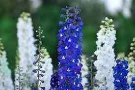 Pin On Flowers And Flowering Plants