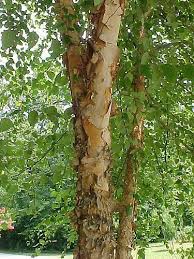 River Birch Trees For Sale Near Me Pin On Yards Of It