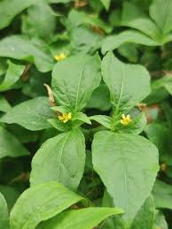 Image result for Synedrella nodiflora