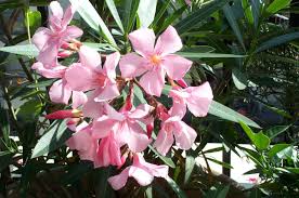 Comment planter le laurier palme. Planter Un Laurier Rose Gamm Vert