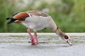 Native to africa, this odd goose is popular in zoos and aviaries. San Antonio River Authority Plans To Trap Euthanize Egyptian Geese