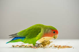 L Alimentation Des Inseparables Agapornides Magazine Zooplus