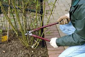 In the spring time the smell of the roses is so intense and amazing. How To Prune Roses Pruning In 8 Simple Steps Garden Design