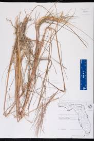 Image result for Pogonochloa