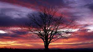We did not find results for: Cool Tree Backgrounds Wallpaper Cave